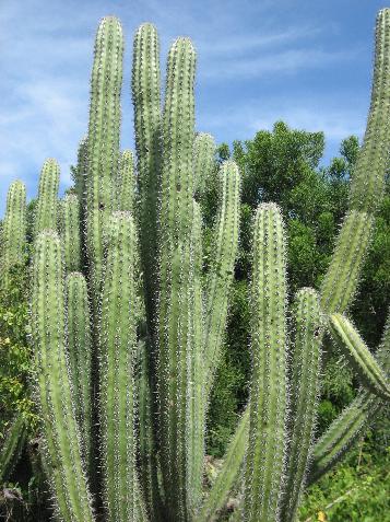 20060118104424   More cactus